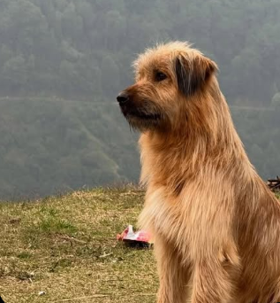 TUNGUEN, Family Dog & Customer Service